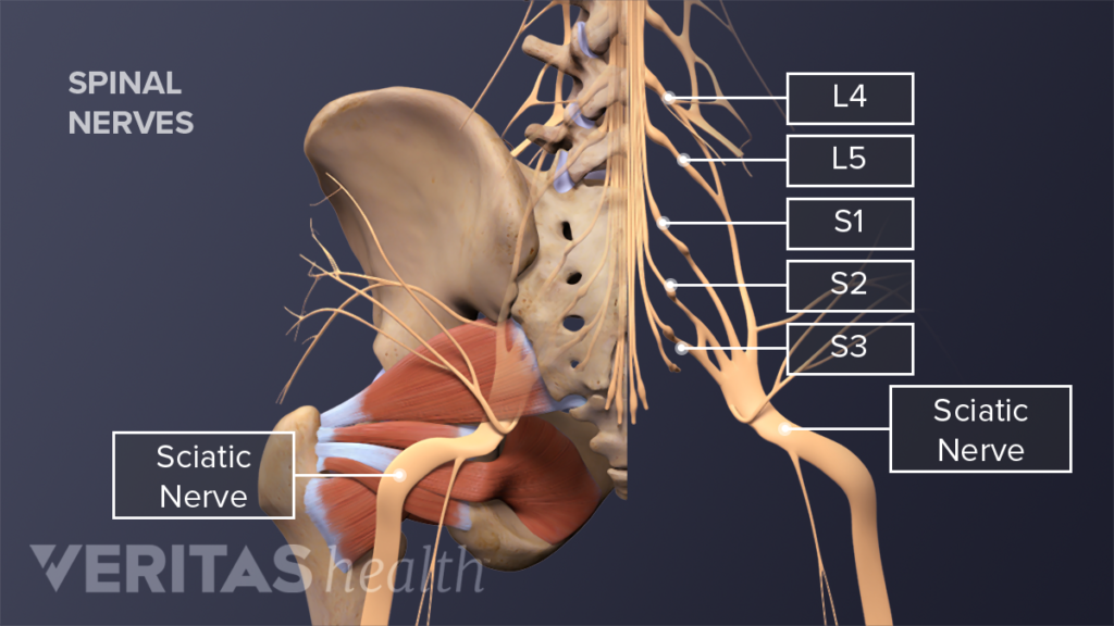 Where is the Sciatic Nerve?