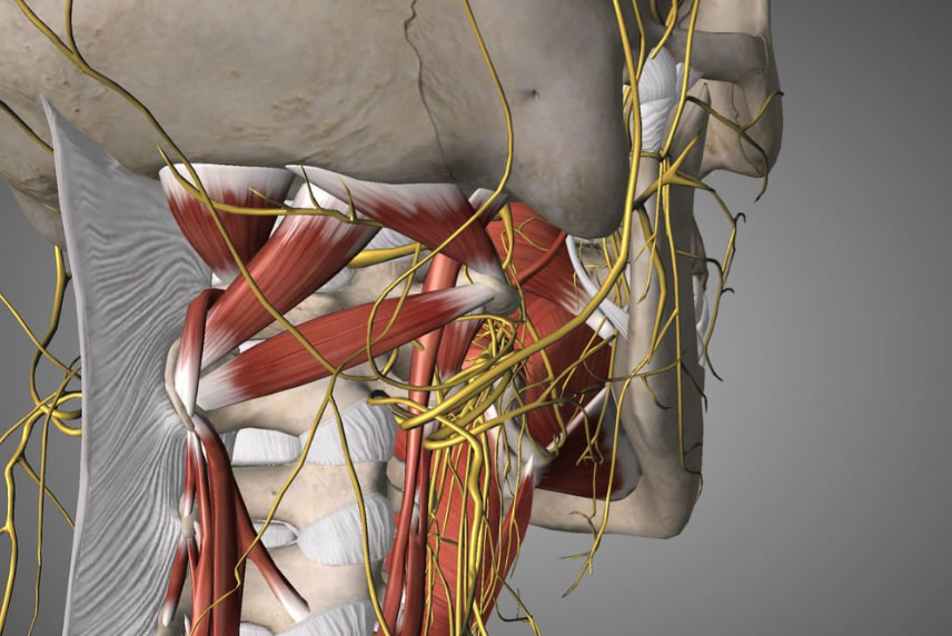 What is the Vagus Nerve?