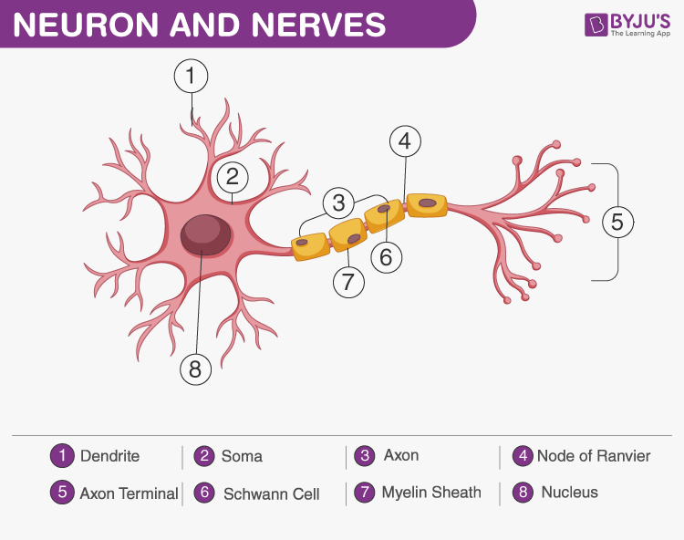 How Does The Structure Of A Nerve Cell Support Its Function?