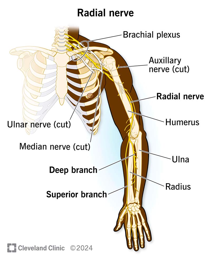 What Vitamins Support Nerve Health?