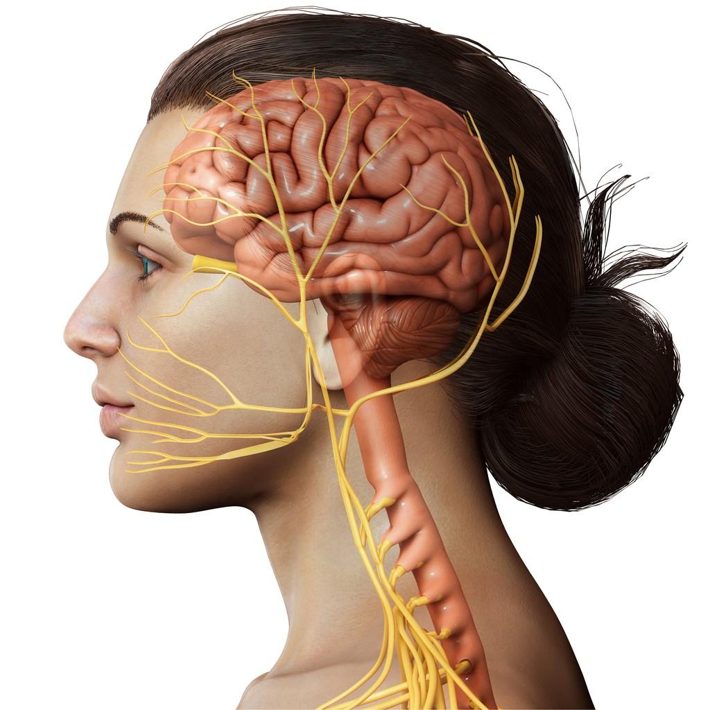 Where Is the Vagus Nerve?