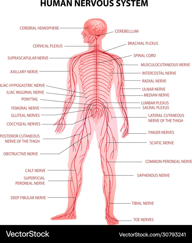 What to know before taking nerve health supplements